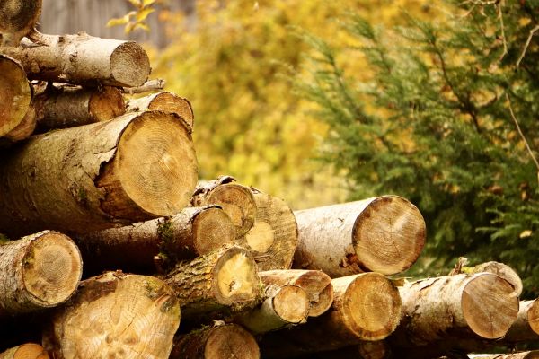 Cost of Wood Pile Removal in Olympia