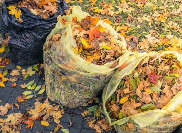 Cost of Yard Cleanup Service in Olympia
