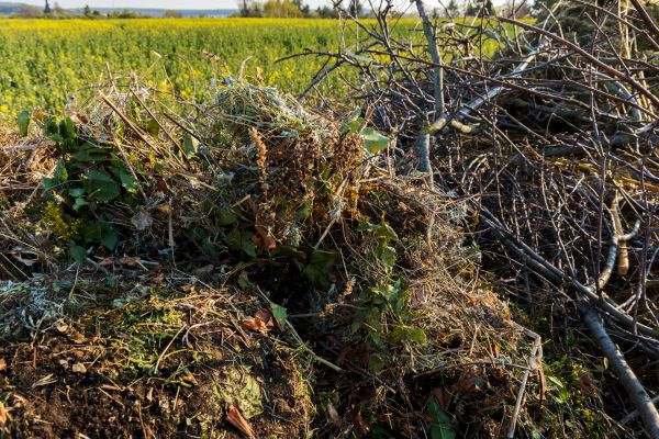 Cost of Brush Disposal in Olympia