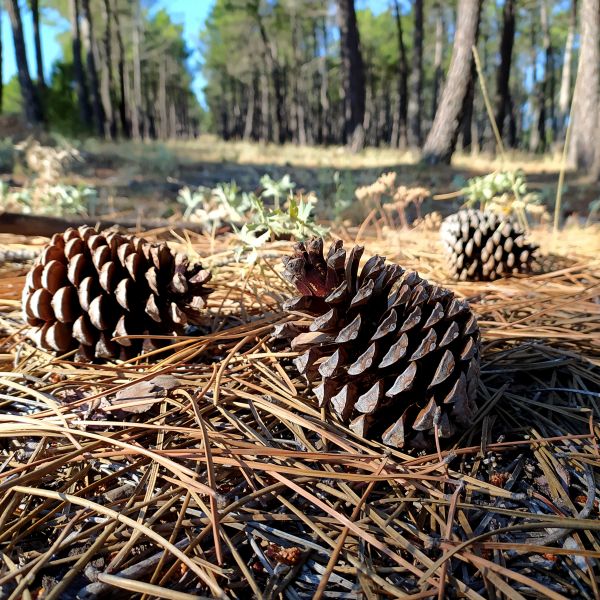 Cost of Pine Cone Removal in Olympia