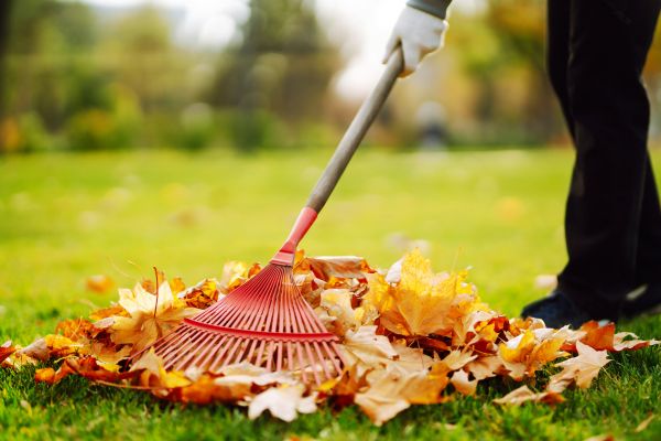 Cost of Ditch Leaf Removal in Olympia