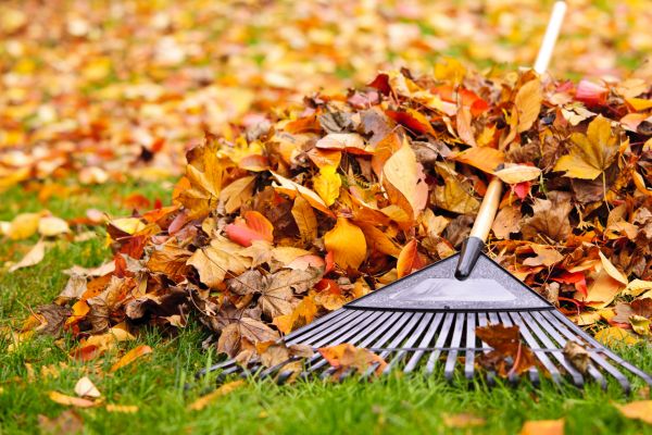 Cost of Yard Leaf Removal in Olympia