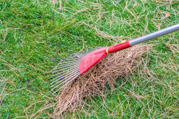 Cost of Yard Raking in Olympia