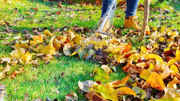 Cost of Lawn Cleanup Service in Olympia