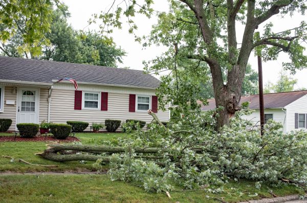 Cost of Fallen Branch Removal in Olympia