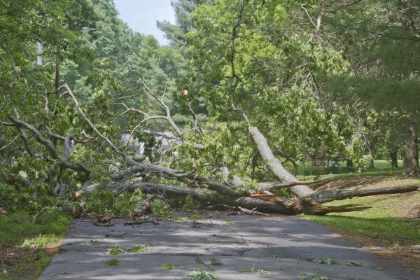 Cost of Tree Debris Removal in Olympia