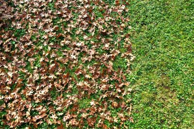 Seasonal Lawn Maintenance
